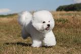 BICHON FRISE 063